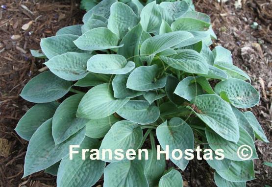 Hosta Colesburg Blue